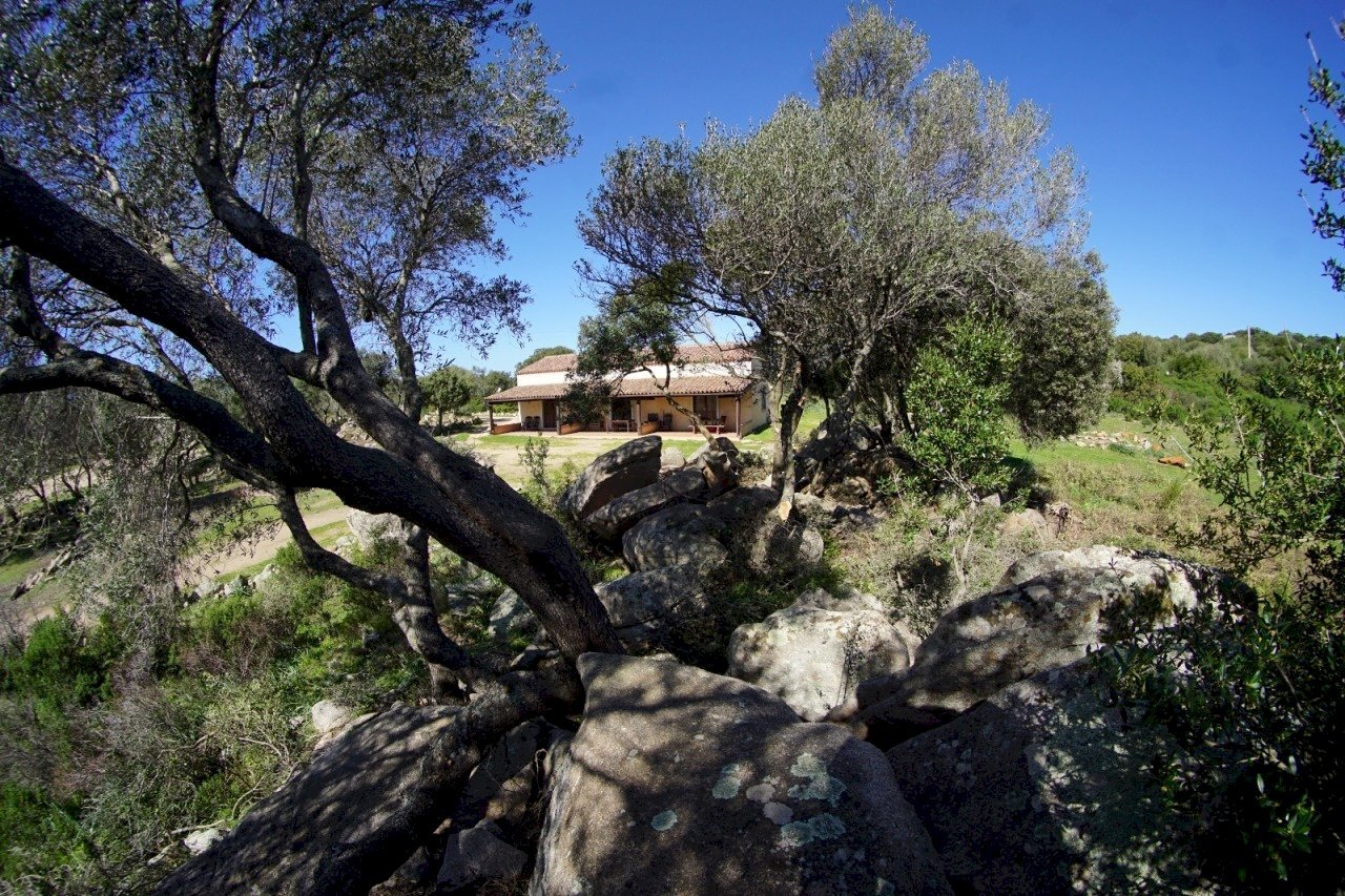 Immagine WhatsApp 2025-07-07 ore 08.54.14_e81e9828 - Casale Luogosanto - photo 1