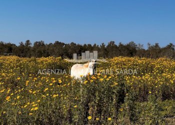 WhatsApp Image 2025-12-16 at 14.46.25 (1).jpeg - Quadrilocale Alghero - foto 27