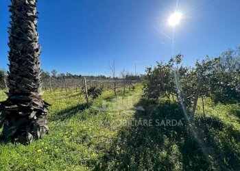 46605d86-46c4-48c0-9bd4-4af14279f246.jpg - Villa Alghero - foto 8