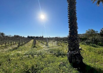 f3f66bea-3331-4078-9a7c-c5be829aa469.jpg - Villa Alghero - foto 11