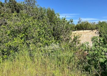 Immagine WhatsApp 2025-04-23 ore 11.02.51_5563ed83 - Agricultural land Alghero - photo 4