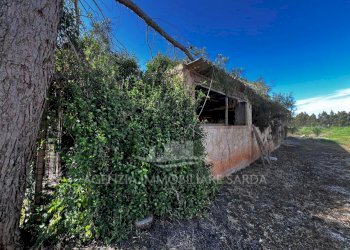 Immagine WhatsApp 2025-04-23 ore 11.02.51_2666930a - Agricultural land Alghero - photo 5