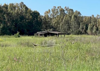 Immagine WhatsApp 2025-04-23 ore 11.02.51_a9ecb07d - Agricultural land Alghero - photo 6