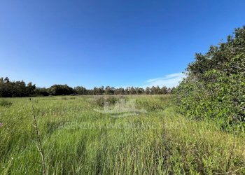 Immagine WhatsApp 2025-04-23 ore 11.02.51_bd491048 - Agricultural land Alghero - photo 7