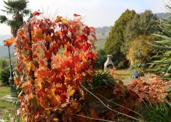 IMG_1678.JPG - Villa VIA chiaravallese, Osimo - foto 18