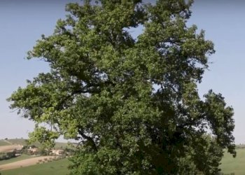 Cattura765.JPG - Rustico CASTEL LEONE DI SUASA, Ostra Vetere - foto 11