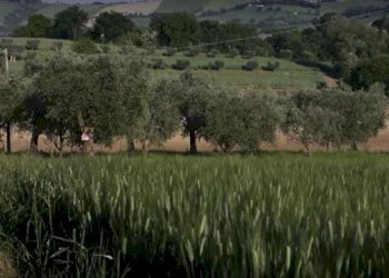 CatturaOY.JPG - Rustico CASTEL LEONE DI SUASA, Ostra Vetere - foto 23