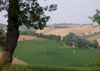 s6001548.jpg - Rustico CASTEL LEONE DI SUASA, Ostra Vetere - foto 30