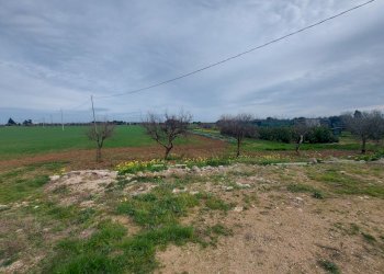 20240119_130416.jpg - Casale Strada per Baccatani 26, Brindisi - foto 4