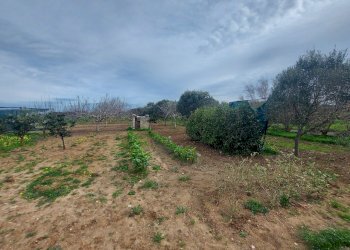 20240119_130638.jpg - Casale Strada per Baccatani 26, Brindisi - foto 18