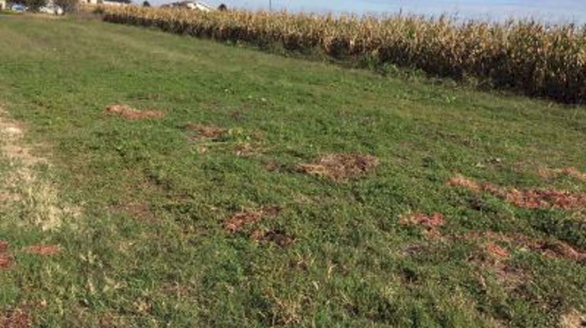 1038095670.jpg - Building land Villata - photo 1