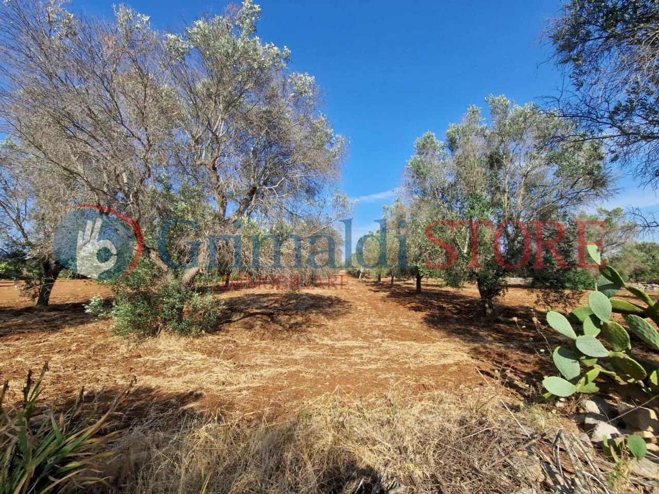 WhatsApp Image 2025-07-07 at 19.13.38 (1)_result.j - Terreno agricolo Latiano - foto 3