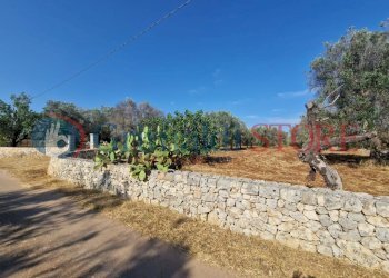 WhatsApp Image 2025-07-07 at 19.13.26_result.jpg - Terreno agricolo Latiano - foto 2