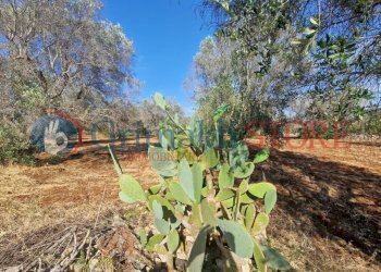 WhatsApp Image 2025-07-07 at 19.13.38 (2)_result.j - Terreno agricolo Latiano - foto 4