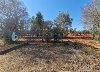 WhatsApp Image 2025-07-07 at 19.13.38 (3)_result.j - Terreno agricolo Latiano - foto 5