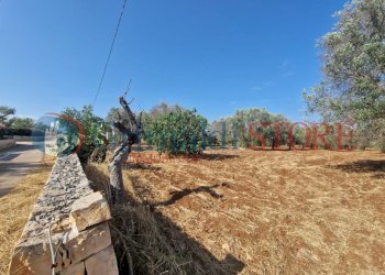 WhatsApp Image 2025-07-07 at 19.13.38_result.jpg - Terreno agricolo Latiano - foto 7