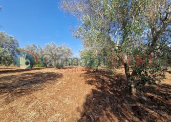 WhatsApp Image 2025-07-07 at 19.13.39 (1)_result.j - Terreno agricolo Latiano - foto 8