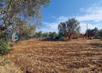 WhatsApp Image 2025-07-07 at 19.13.39 (2)_result.j - Terreno agricolo Latiano - foto 9