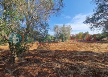 WhatsApp Image 2025-07-07 at 19.13.39_result.jpg - Terreno agricolo Latiano - foto 10