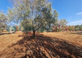 WhatsApp Image 2025-07-07 at 19.13.40 (1)_result.j - Terreno agricolo Latiano - foto 11