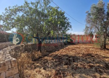 WhatsApp Image 2025-07-07 at 19.13.40 (2)_result.j - Terreno agricolo Latiano - foto 12