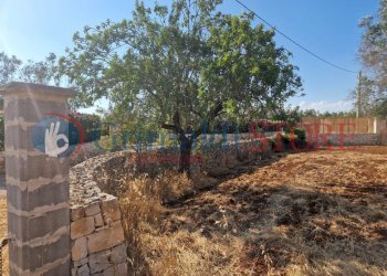 WhatsApp Image 2025-07-07 at 19.13.40 (3)_result.j - Terreno agricolo Latiano - foto 13