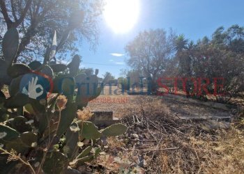 WhatsApp Image 2025-07-07 at 19.13.40_result.jpg - Terreno agricolo Latiano - foto 14