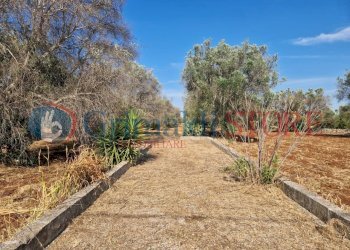 WhatsApp Image 2025-07-07 at 19.13.41 (1)_result.j - Terreno agricolo Latiano - foto 15