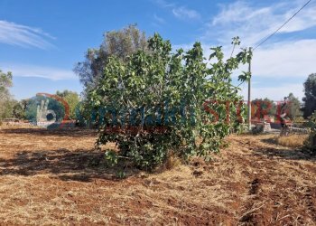 WhatsApp Image 2025-07-07 at 19.13.41 (2)_result.j - Terreno agricolo Latiano - foto 16