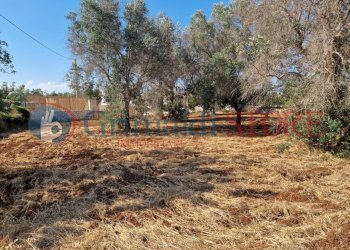 WhatsApp Image 2025-07-07 at 19.13.41_result.jpg - Terreno agricolo Latiano - foto 17