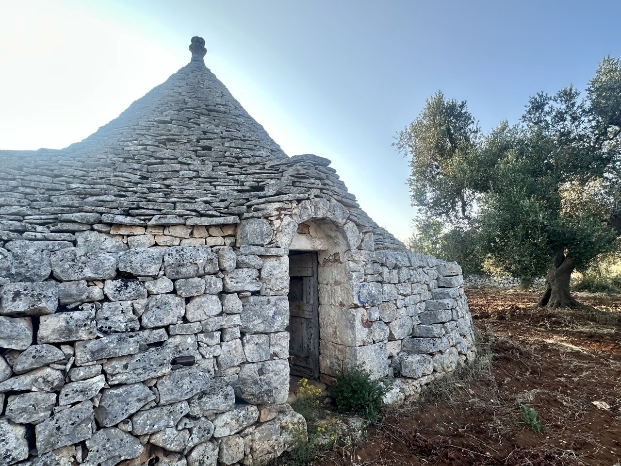 IMG_1997.jpeg - Terreno edificabile Ceglie Messapica - foto 2