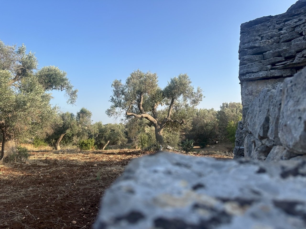 IMG_1960.jpeg - Terreno edificabile Ceglie Messapica - foto 3