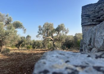 IMG_1960.jpeg - Terreno edificabile Ceglie Messapica - foto 3