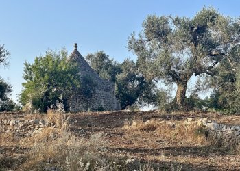 IMG_1945.jpeg - Terreno edificabile Ceglie Messapica - foto 6