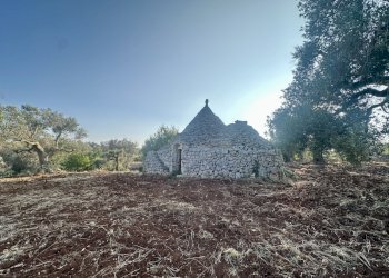 IMG_1957.jpeg - Terreno edificabile Ceglie Messapica - foto 10