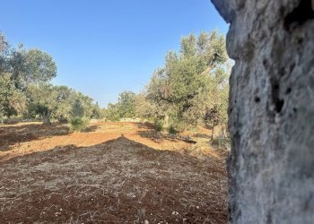 IMG_1984.jpeg - Terreno edificabile Ceglie Messapica - foto 22