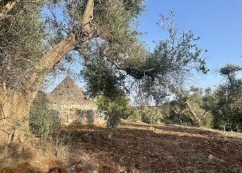 IMG_1992.jpeg - Terreno edificabile Ceglie Messapica - foto 24