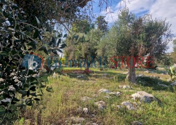 IMG-20241112-WA0021_risultato.png - Casa indipendente Ostuni - foto 19