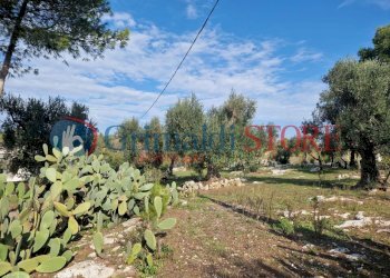 IMG-20241112-WA0012_risultato.png - Casa indipendente Ostuni - foto 11