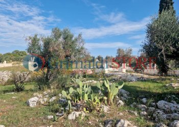 IMG-20241112-WA0019_risultato.png - Casa indipendente Ostuni - foto 18