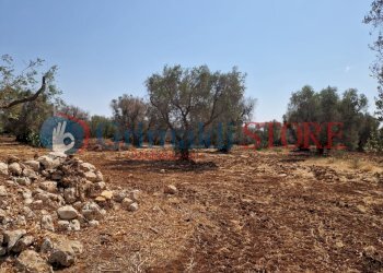 WhatsApp Image 2024-08-08 at 12.21.33_risultato.jp - Independent house San Vito dei Normanni - photo 10