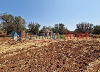 WhatsApp Image 2024-08-08 at 12.21.38_risultato.jp - Independent house San Vito dei Normanni - photo 16