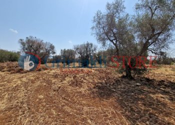 WhatsApp Image 2024-08-08 at 12.21.39_risultato.jp - Independent house San Vito dei Normanni - photo 17