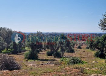 WhatsApp Image 2024-07-03 at 15.46.45 (1)_risultat - Casa indipendente Porto Cesareo - foto 12