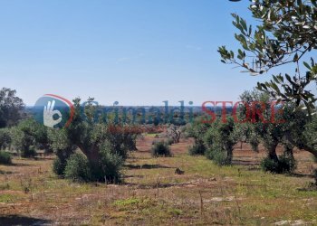 WhatsApp Image 2024-07-03 at 15.46.47 (4)_risultat - Casa indipendente Porto Cesareo - foto 17