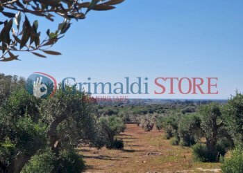 WhatsApp Image 2024-07-03 at 15.46.47_risultato.jp - Casa indipendente Porto Cesareo - foto 18