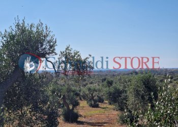 WhatsApp Image 2024-07-03 at 15.46.48 (1)_risultat - Casa indipendente Porto Cesareo - foto 19