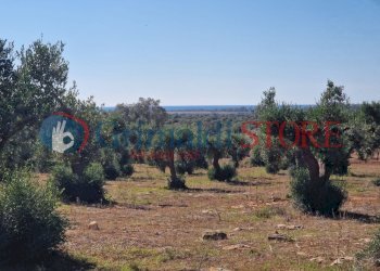 WhatsApp Image 2024-07-03 at 15.46.48 (2)_risultat - Casa indipendente Porto Cesareo - foto 20