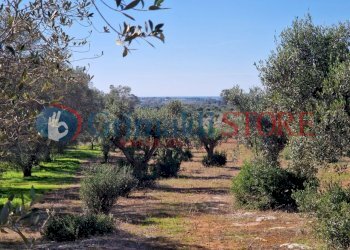 WhatsApp Image 2024-07-03 at 15.46.48_risultato.jp - Casa indipendente Porto Cesareo - foto 21