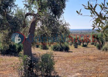 WhatsApp Image 2024-07-03 at 15.46.49 (1)_risultat - Casa indipendente Porto Cesareo - foto 22